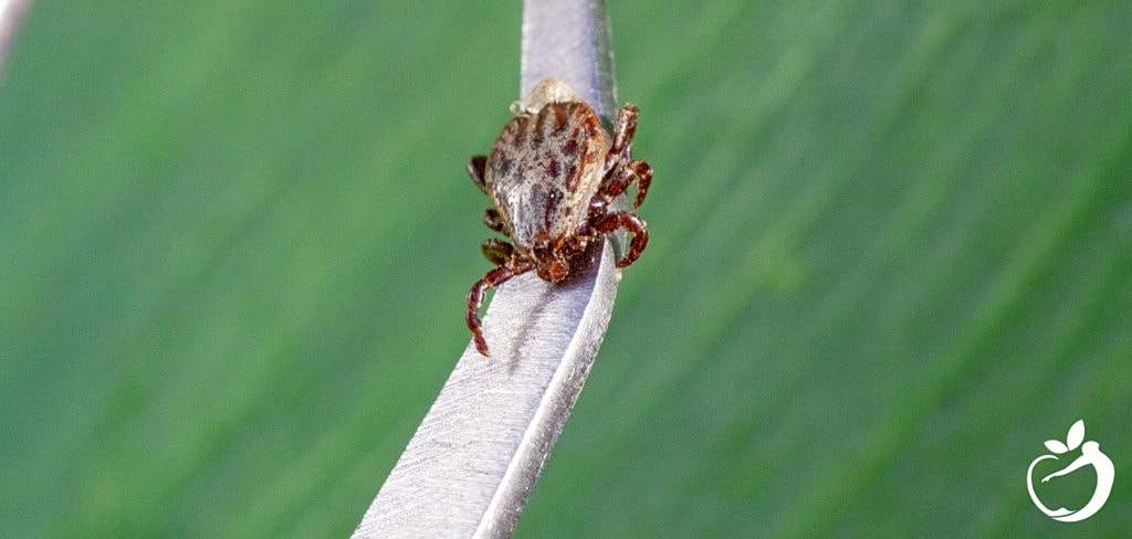 Lyme Disease Natural Treatment Options, and Other Tick-Borne Infections