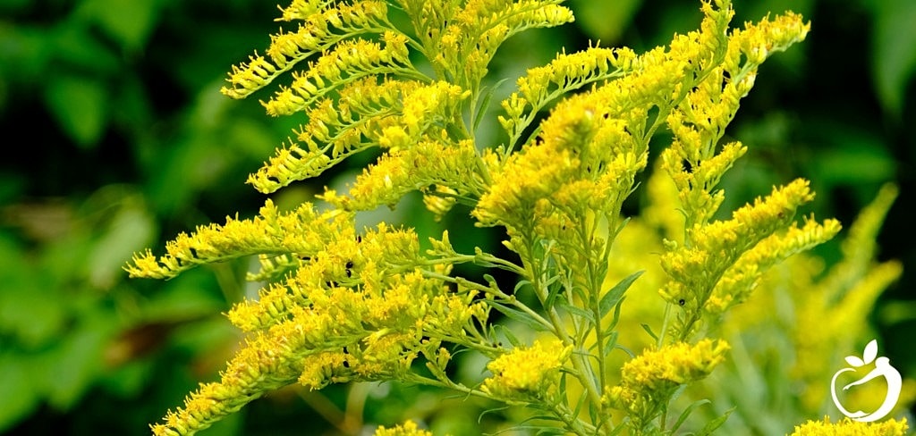 Ragweed Season Info + Ragweed Allergy Treatment Options