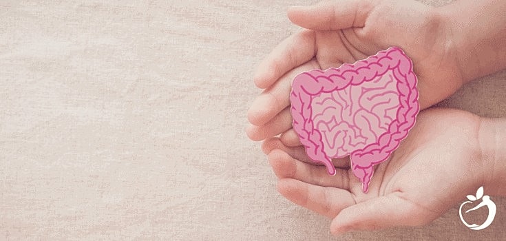 Summary of the Latest Article From the National Institutes of
        Health on Gut Health & the Immune System