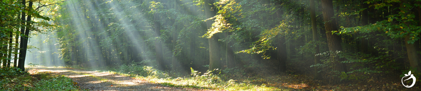 Image shows a path in a forest.