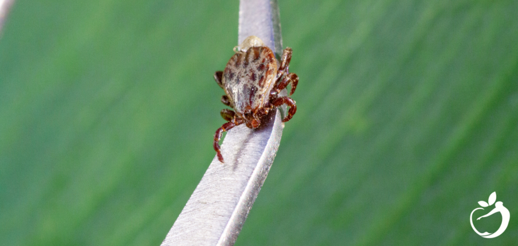 close-up of a tick on a blade of grass