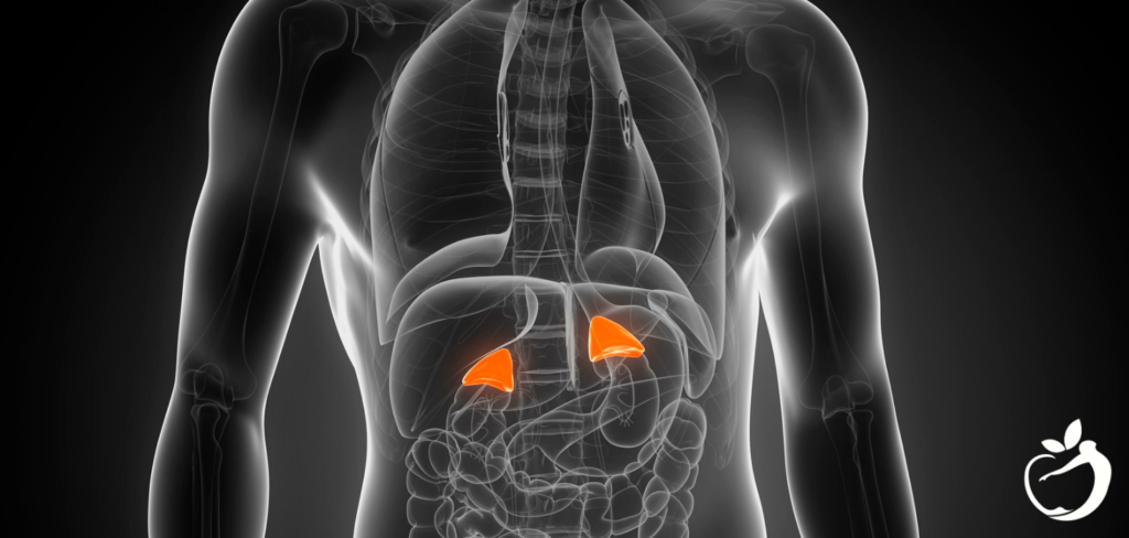 to show adrenal glands location and size in the human body