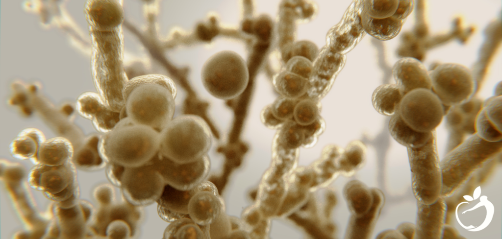 Dealing With Yeast Overgrowth How To Treat Candida Blog 