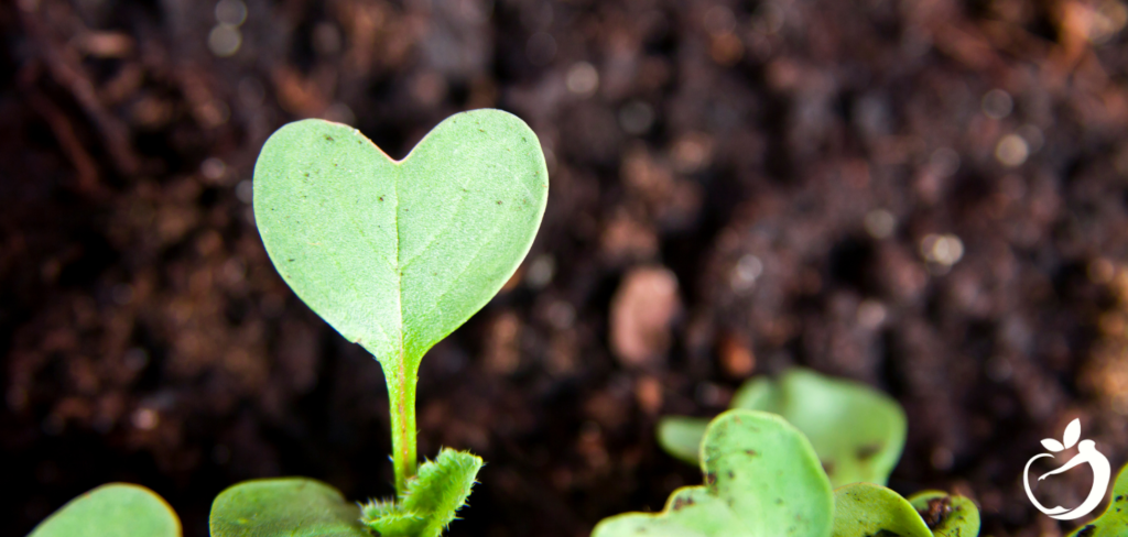 heart-shaped sprout growing out of soil