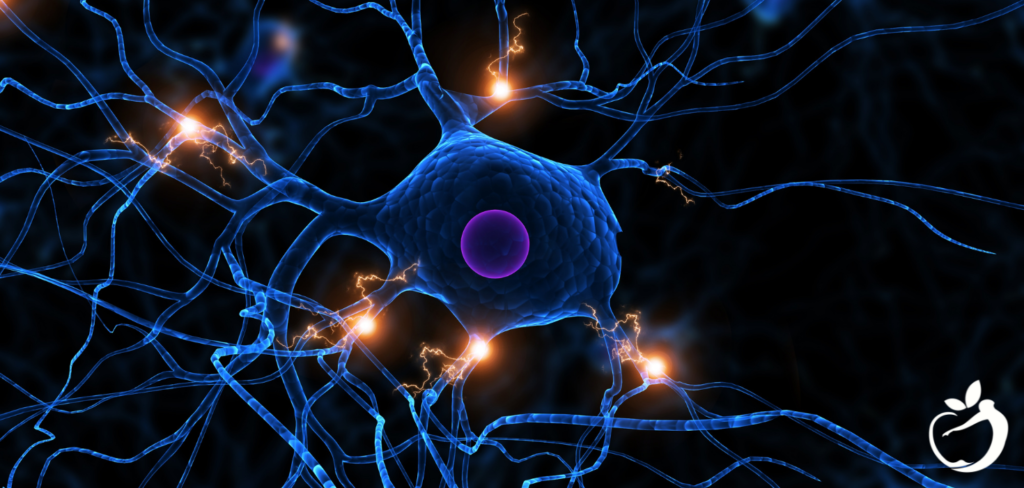 computer model showing when Mast Cell Activation Syndrome activates