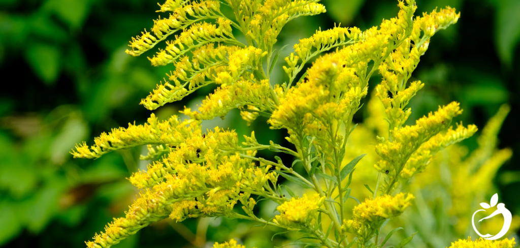 ragweed in bloom