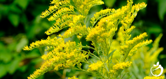 Blog Post Header Image - Ragweed Season Info + Ragweed Allergy Treatment Options. Image of ragweed in bloom.