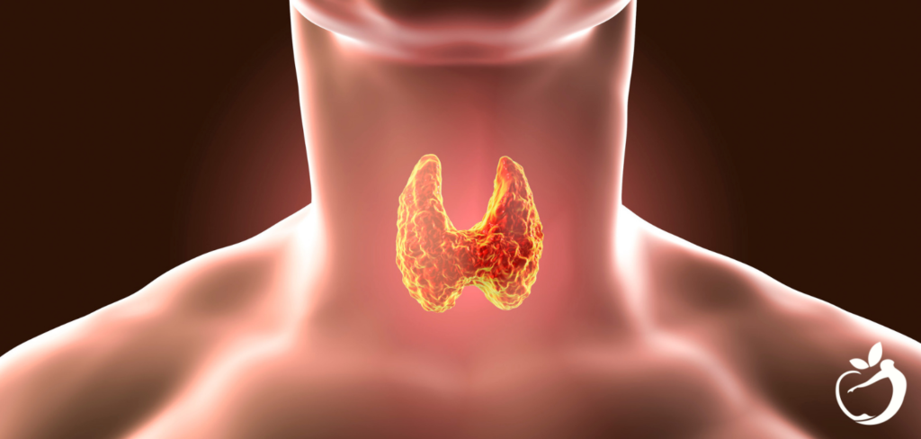 Blog Post Header Image - Thyroid Health - Image illustrating what the thyroid gland looks like, and where it's located.