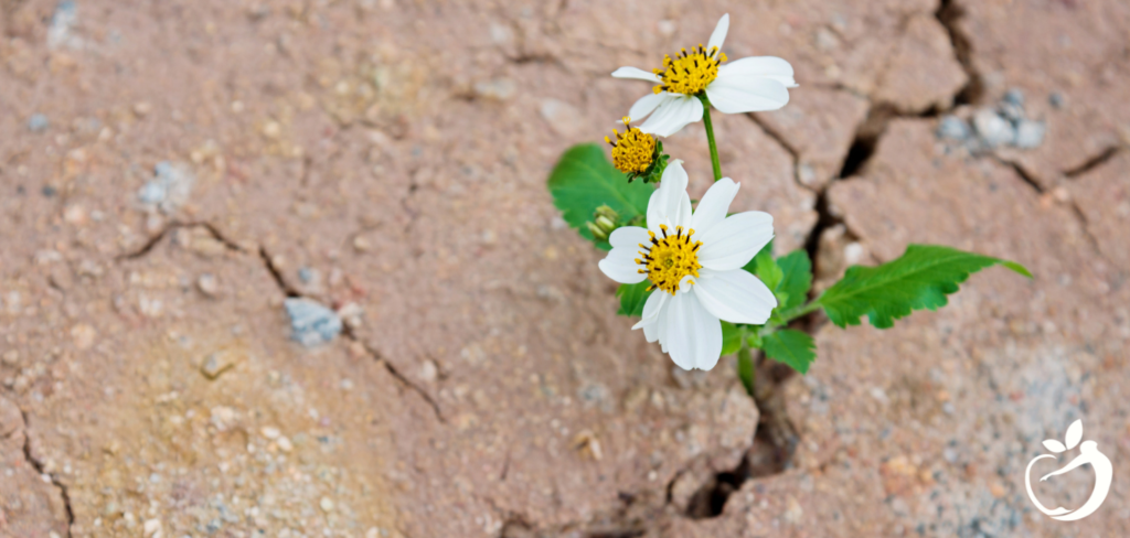 a flower breaking through the hard ground