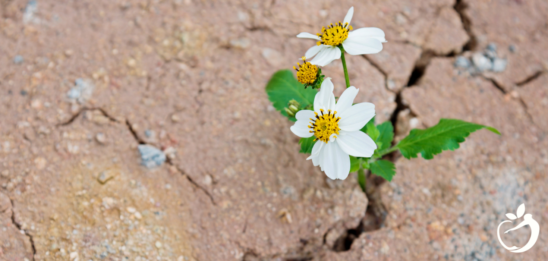 Image of a flower breaking through the hard ground, symbolizing struggling to make a breakthrough and tips for success.
