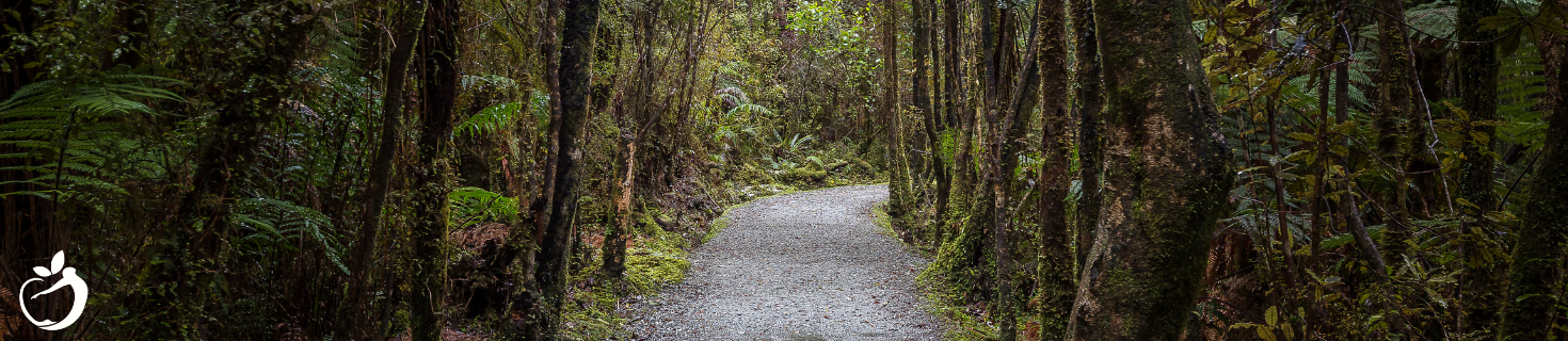 forest path