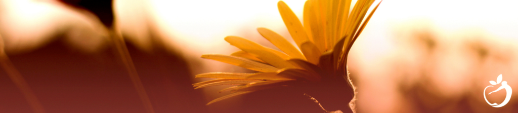 closeup of a yellow flower in the sun