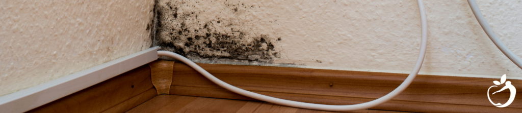 black mold in the corner of someone's home