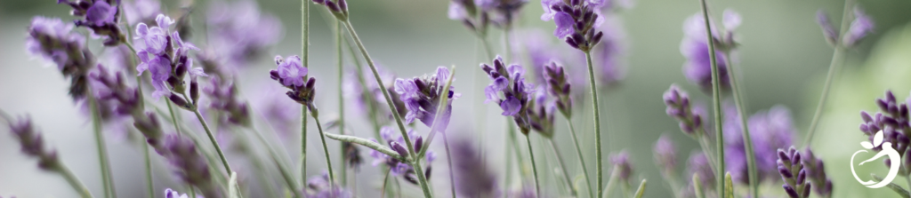 lavender growing in a field