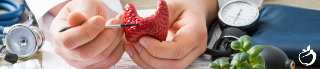 a doctor showing a patient a model of the thyroid gland