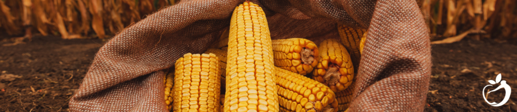 Image of corn, a food that's high in mycotoxins.