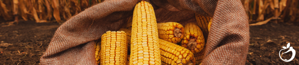 corn cobs in a burlap sack