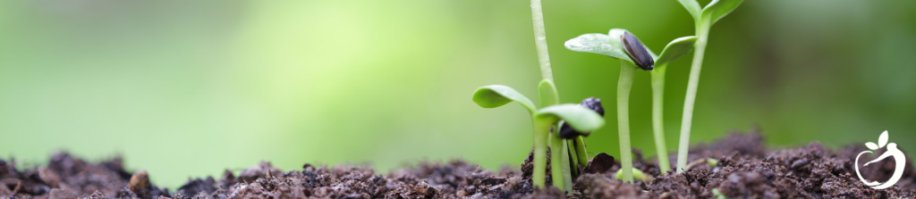 sprout coming up through soil