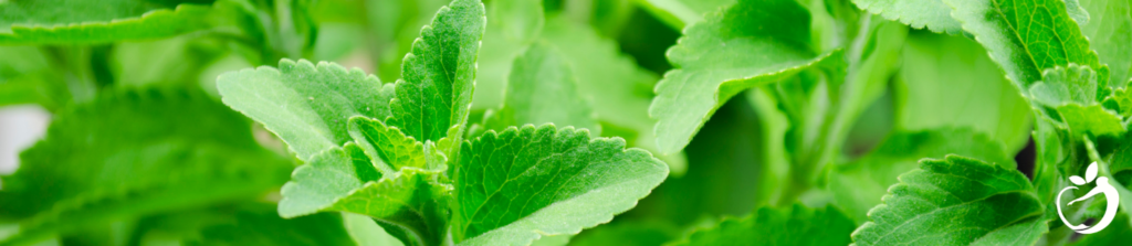 Stevia and Lyme Disease: Sweet Defeat - Image of stevia plant.