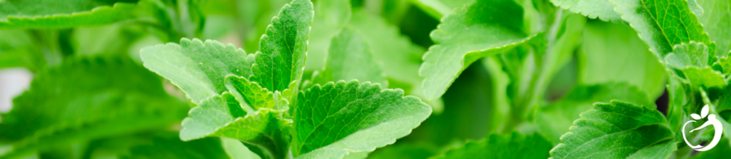 closeup of a stevia plant