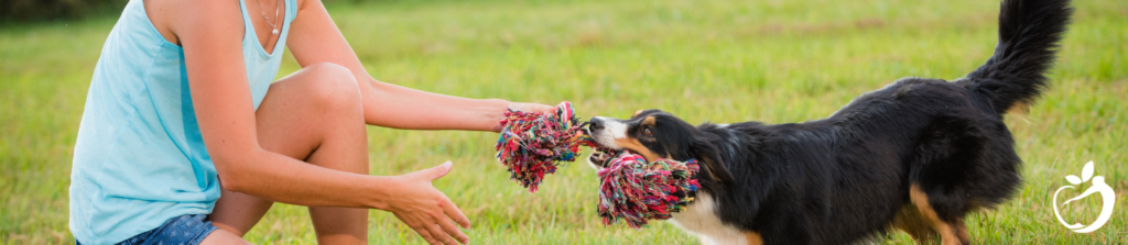 a person playing with their dog