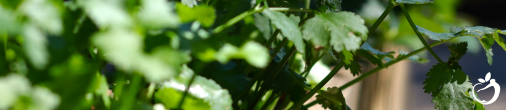 Inline Image 3 - to show image of greens, pictured is cilantro which is commonly used during detox