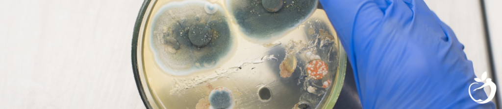 Showing an image of mold in a a petri dish, relating to mold illness testing and chronic inflammatory response syndrome.