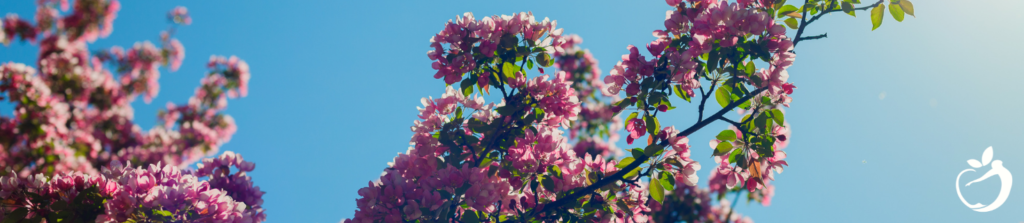 cherry blossom branch with buds blooming in the sun