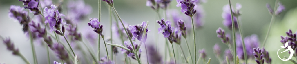 Image of lavender growing outdoors. 