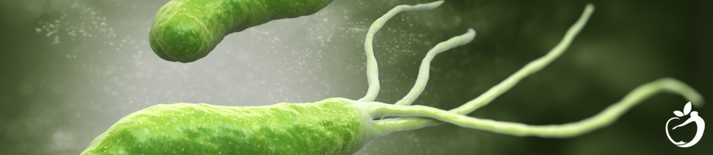 image of h. pylori