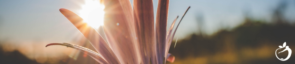 flower blooming in sunlight 