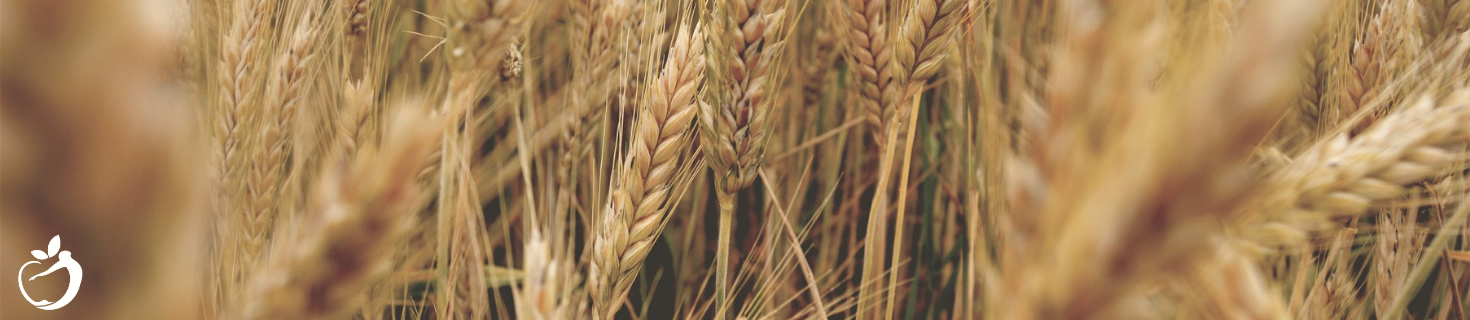 close up of wheat grass